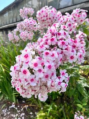 Blooming Phlox paniculata Bright Eyes with large light pink inflorescences and a crimson eye in a summer garden.Floral background