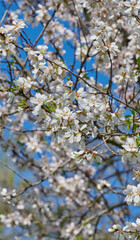 Branch with white almond flowers on blue sky background, sunny spring day.