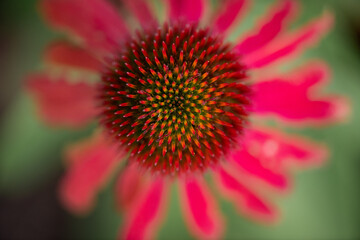 echinacea flower close-up