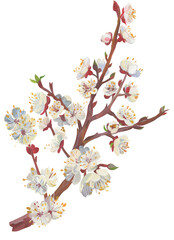 Illustration of sakura branch isolated on white background