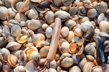 Muscheln
