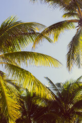 Tropical palm tree with sun light on sky background. Beautiful natural exotic view