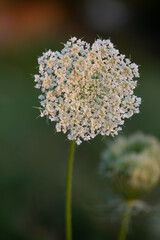 queen Anne's lace flower