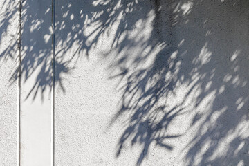 White wall with hadows of tree branches with leaves