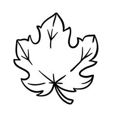 Maple leaf illustration. Autumn natural tree foliage.