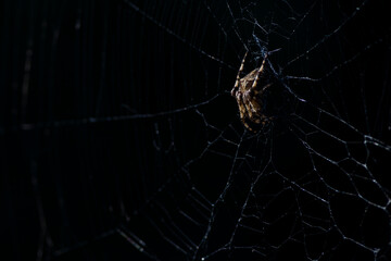 Spider