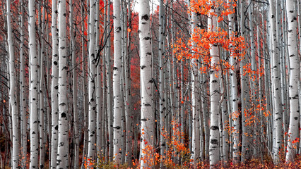 Tall Aspen trees in autumn time in Wasatch mountains Utah