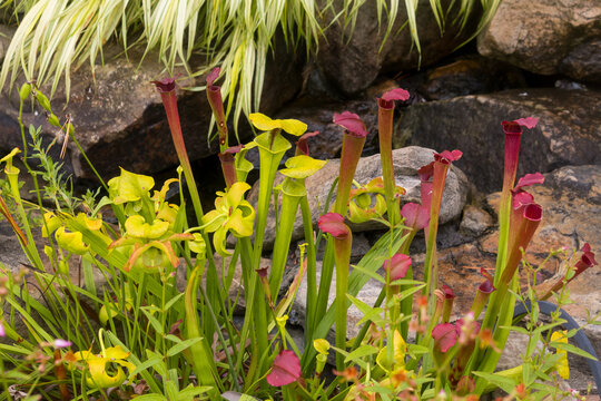 Close up view of Sarracenia alata plant also known as pitcher plant.