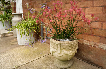 A stoe planter with a pink Kangaroo Paw plant