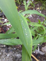 rain drops on a leaf