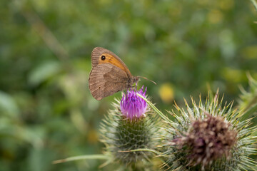 close-up of a meadow brown butterfly (Maniola jurtina) feeding on a thistle flower