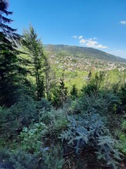 Fototapeta premium forest in the mountains