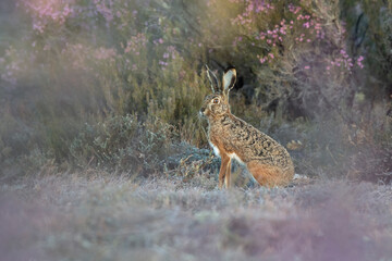 Lepus granatensis