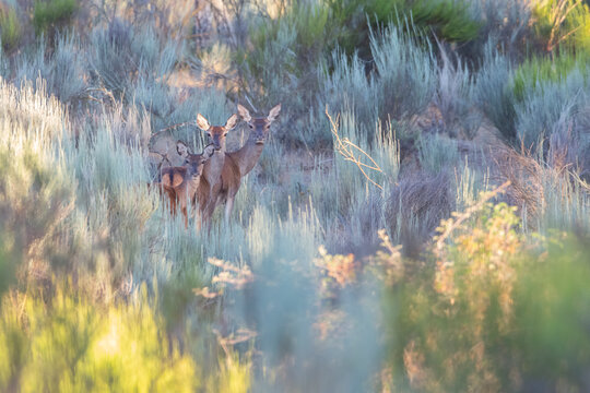 Red deer