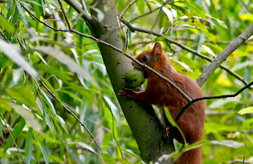 A squirrel sits in a tree with a nut in its teeth.