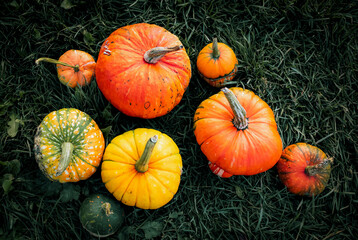 autumn decorative pumpkins. Thanksgiving or Halloween holiday  harvest concept.