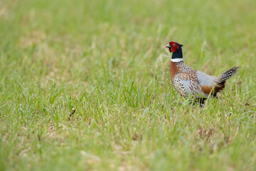 Phasianus colchicus