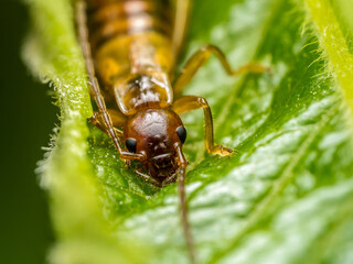 Common earwig hiding in the plant leaf