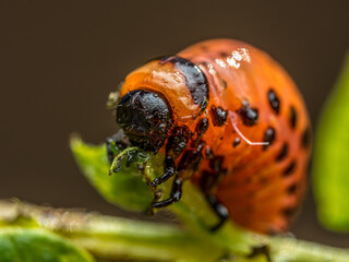 Colorado potato beetle larva on potato plant