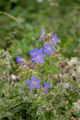 a beautiful cranesbill crane's bill (Geranium pratense) purple violet flower of the meadow