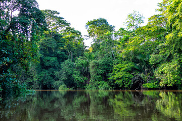 Beautiful lush green tropical forest jungle scenery seen from a boat in Tortuguero National Park in Costa Rica