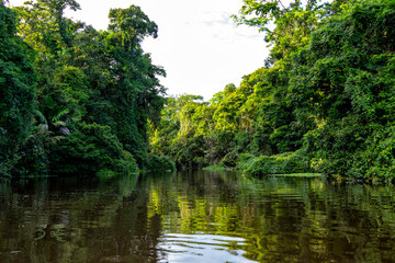 Beautiful lush green tropical forest jungle scenery seen from a boat in Tortuguero National Park in Costa Rica