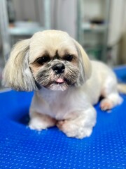 Beige Shih Tzu dog after haircut and bath lies on blue grooming table against mirror with pink tongue sticking out. Cute pet