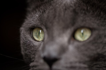 grey cat eyes