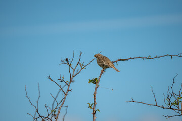 close-up of corn bunting (Emberiza calandra)
