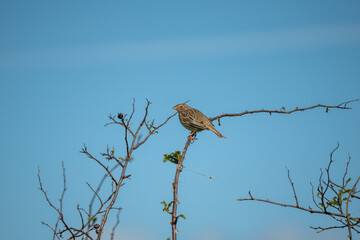 close-up of corn bunting (Emberiza calandra)