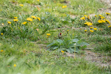 close-up of Goldfinch (Carduelis carduelis) ground feeding