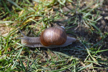 Snail on grass