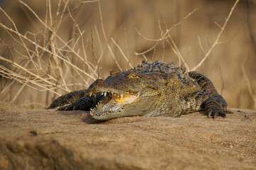 Mugger crocodile Crocodylus palustris medium-sized broad-snouted crocodile, also Mugger or Marsh Crocodile, native to freshwater habitats from Iran to India, open jaws on the ground