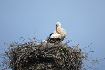 Fototapeta premium White Stork