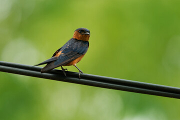 Sri Lanka swallow Cecropis hyperythra bird resident breeder endemic to Sri Lanka. closely related to Red-rumped swallow, black and orange colored bird on the wire with green background