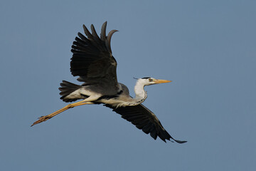 Grey Heron - Ardea cinerea long-legged predatory wading bird of the heron family Ardeidae, bird...