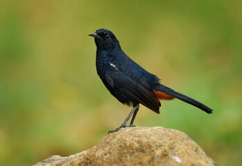 Indian robin Copsychus fulicatus passarine bird in Muscicapidae, widespread in the Indian subcontinent across Bangladesh, Bhutan, India, Nepal, Pakistan and Sri Lanka