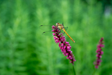 closeup image of a dragonfly (Anisoptera) sitting on a flower
