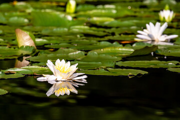 American White Water Lily (Nymphaea odorata) on Lake Nokomis in Wisconsin