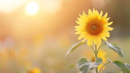 Obraz premium Single sunflower in field at sunset.