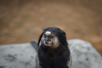 black tailed macaque