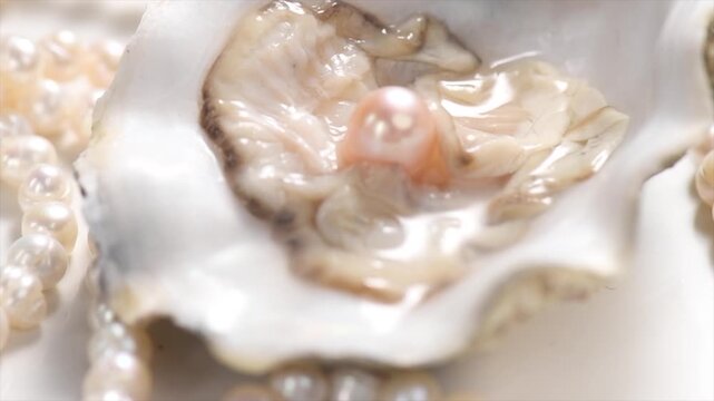 Pearl, Natural pearls inside the oyster shell, close up, rotating. Nacre. Mother-of-pearl. Jewellery. Slow motion