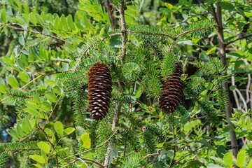 Pinecones Along Marsh Creek, Gettysburg PA USA