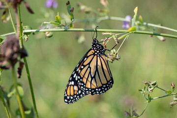 monarch butterfly hanging