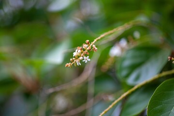 Inflorescence of a Florida fiddlewood, Citharexylum spinosum