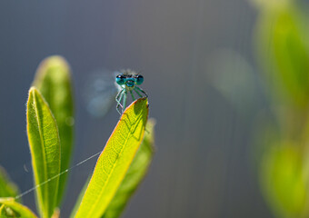 Irish Damselfly Coenagrion lunulatum perching on a leaf.