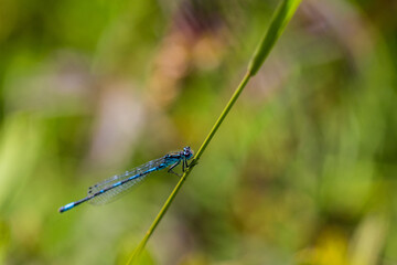 Irish Damselfly Coenagrion lunulatum perching on a grass straw.