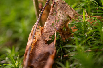 Details of a brown decomposing leaf in a forest.