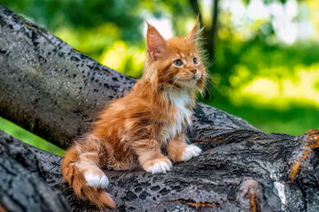 A very beautiful Maine kitten sitting on the tree in nature.