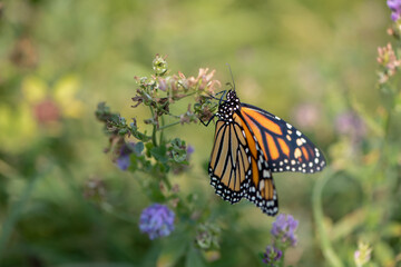 monarch butterfly in field